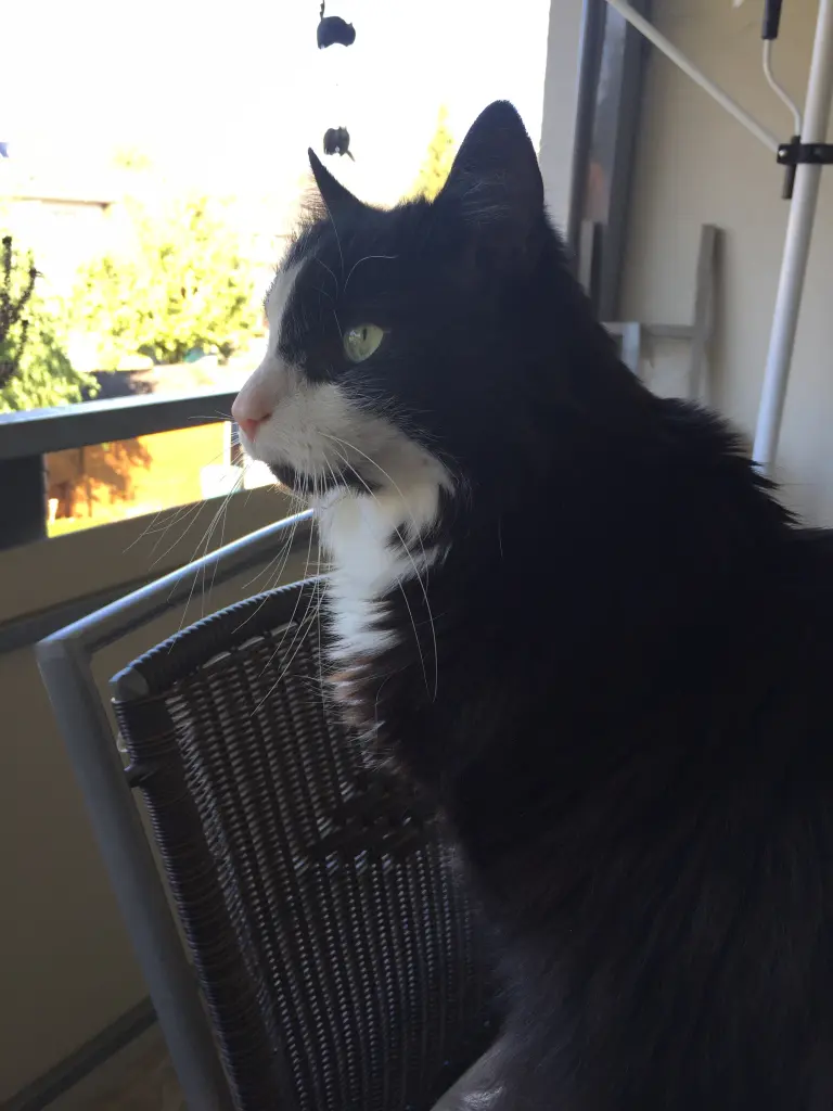 Image from Paul