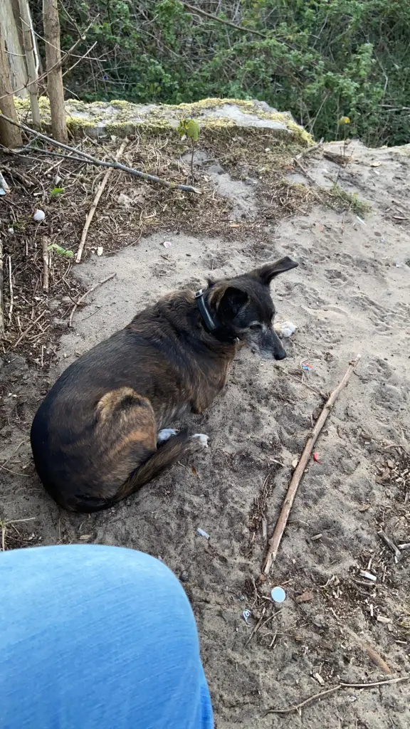 Image from Princess
