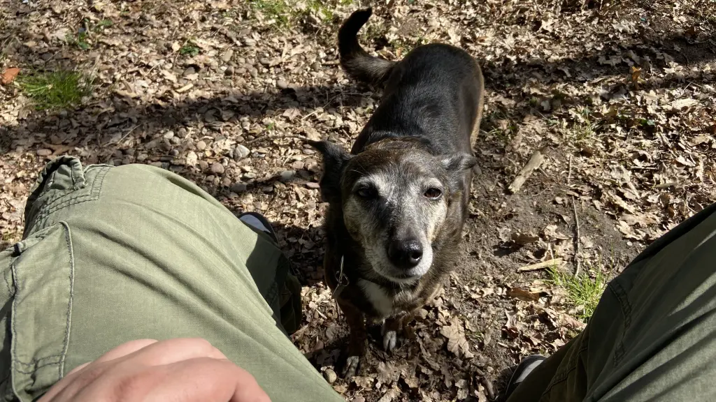 Image from Princess