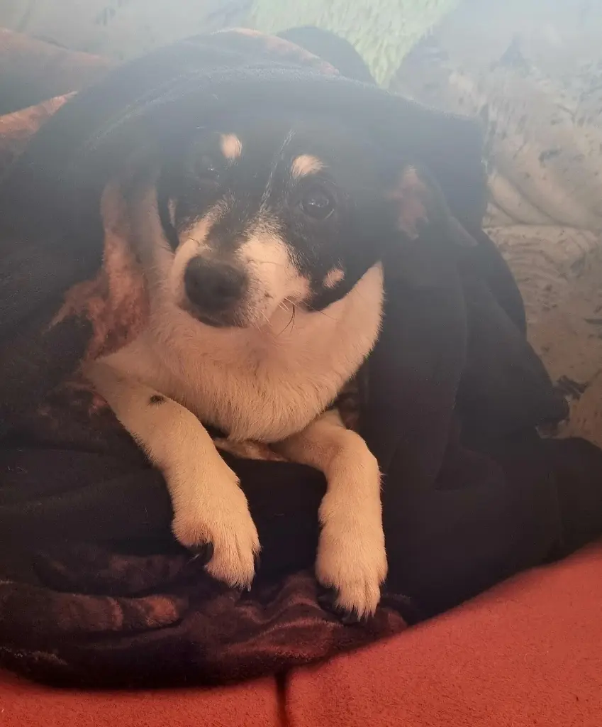 Bild von Daisy
