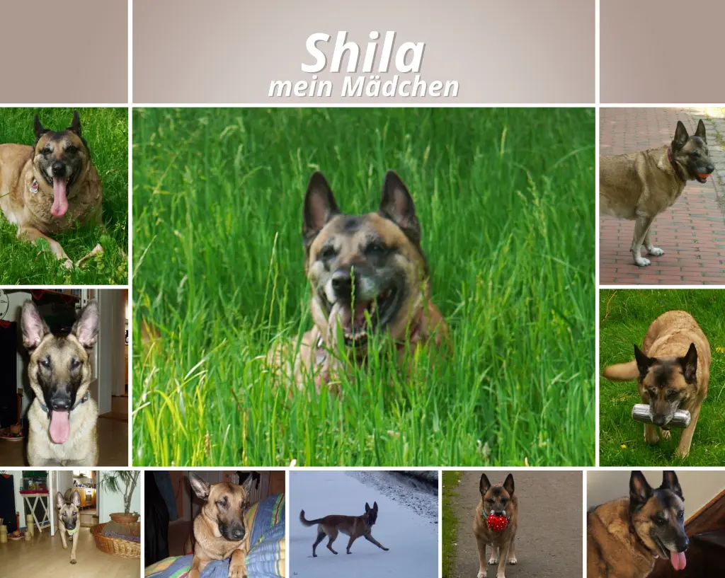 Image from Shila