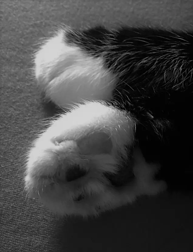 Image from Shadow