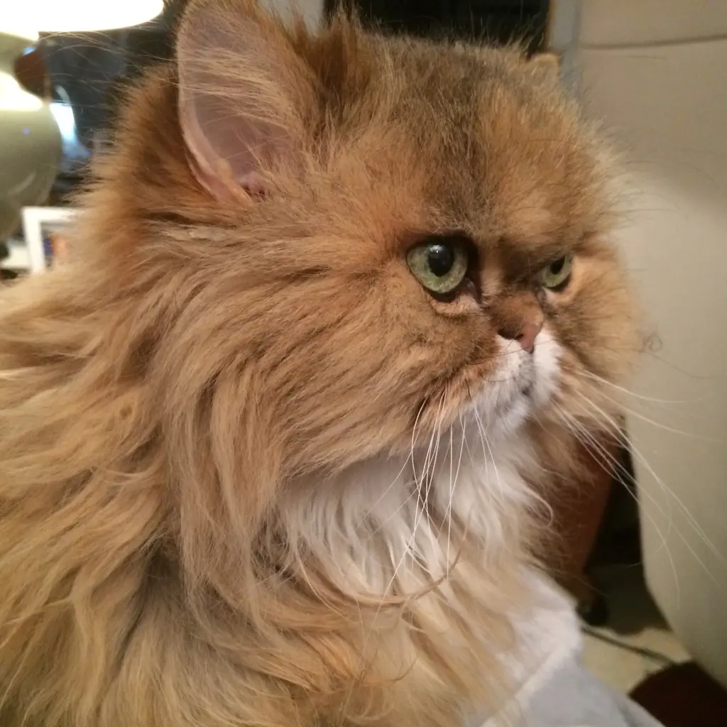 Image from Doolittle
