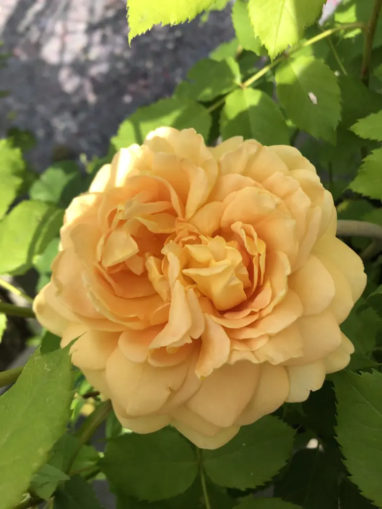 Condolence image of Miriam