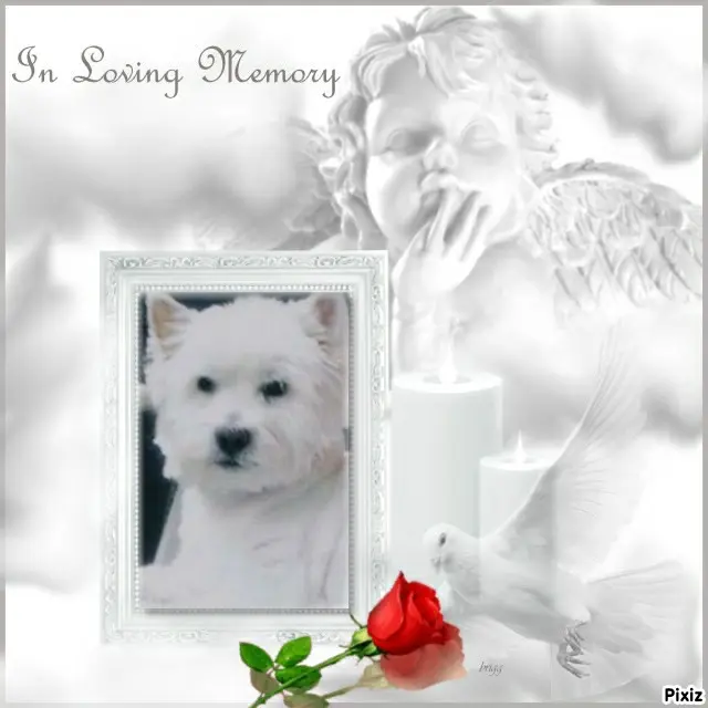 Condolence image of Tanja mit Timmy im Herzen
