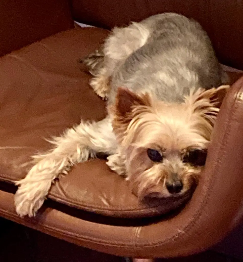 Image from Felix