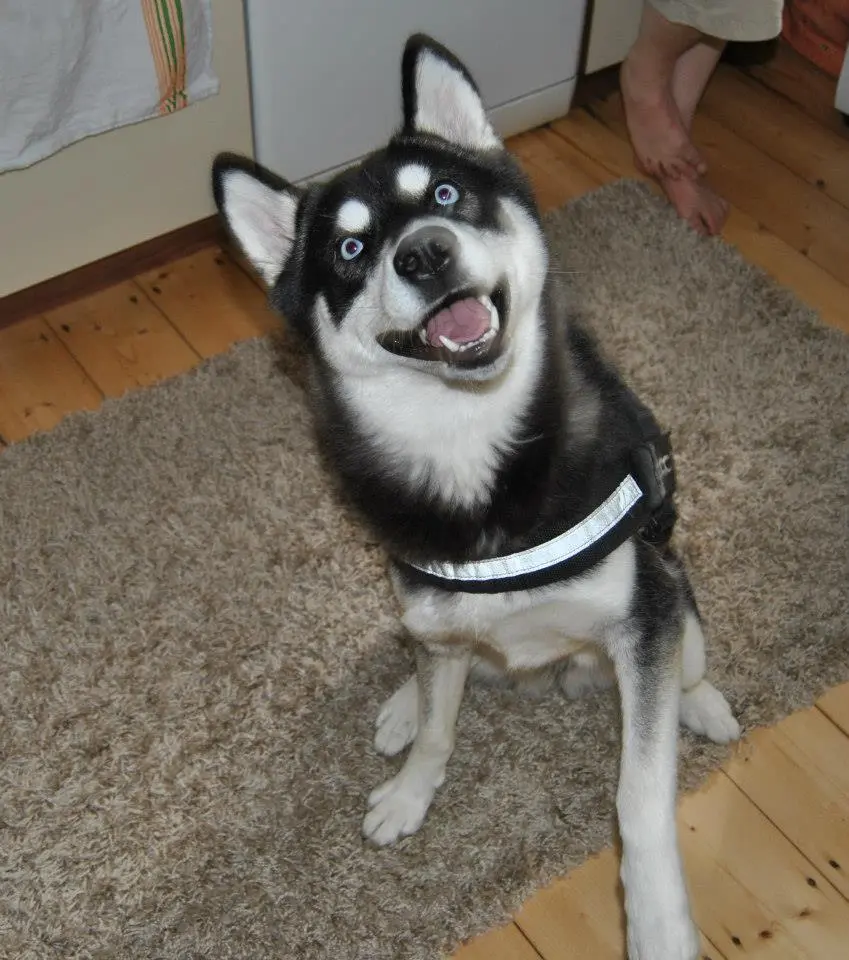 Image from Chena 
