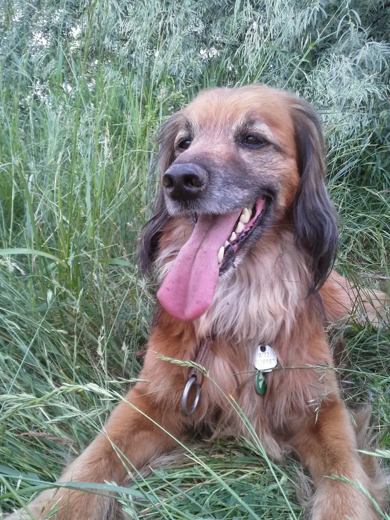 Image from Satchmo