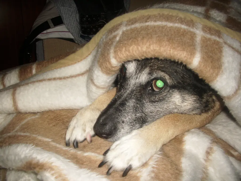 Condolence image of Brunhilde