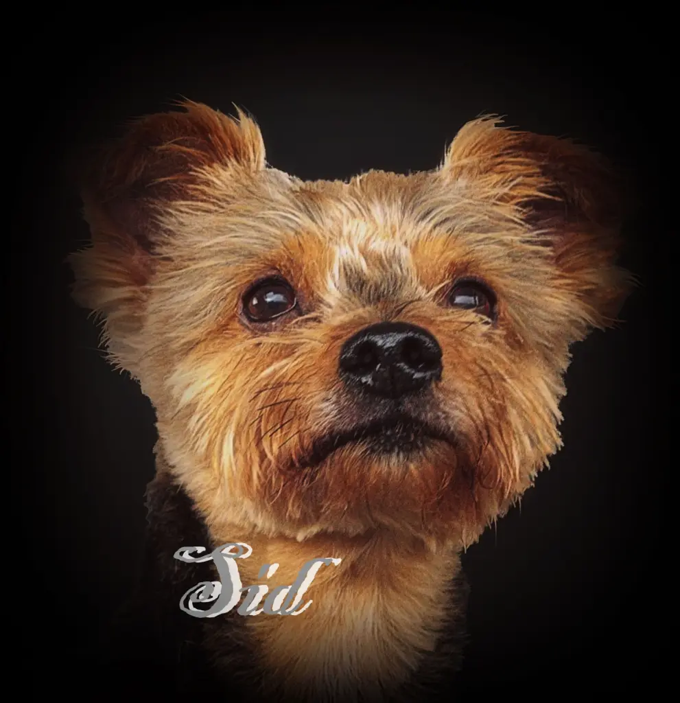 Image from Sid 