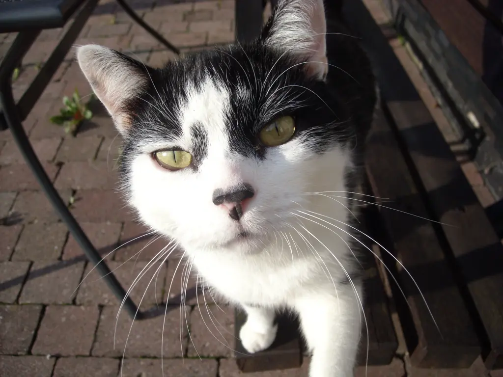 Image from Findus
