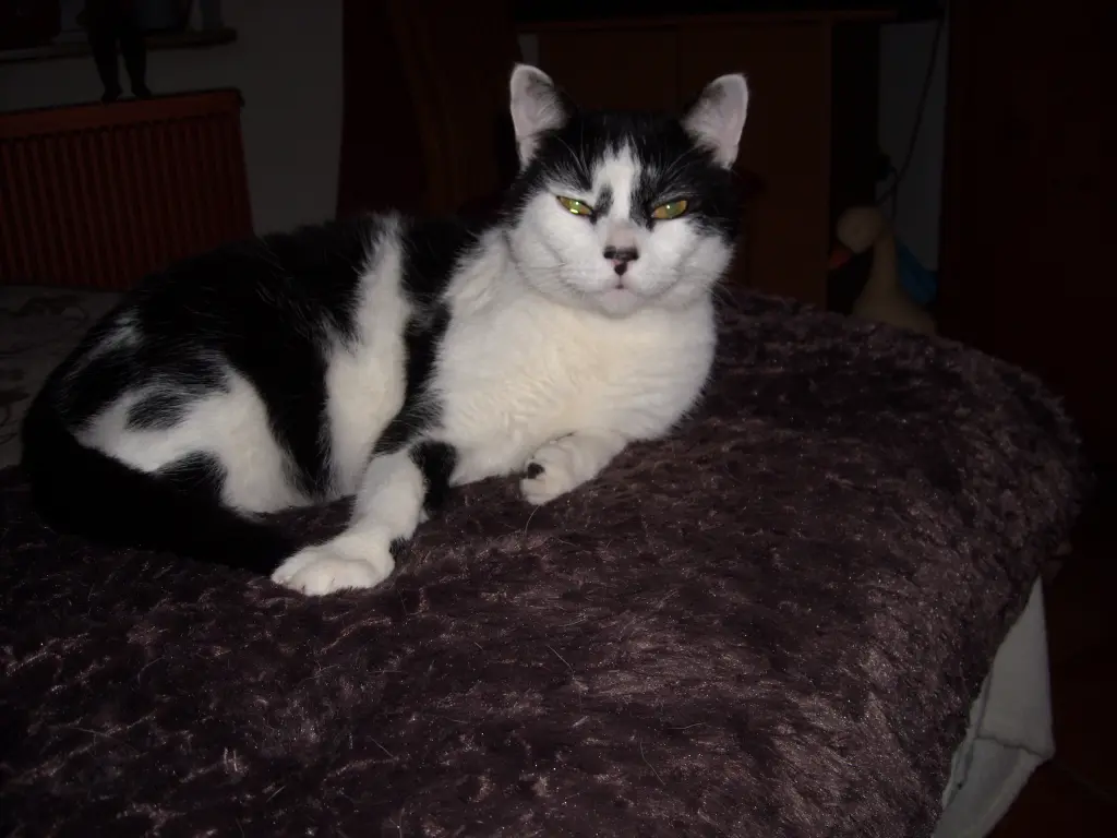 Image from Findus