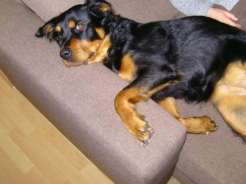Condolence image of Angelika