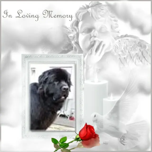 Condolence image of ❤️❤️❤️❤️❤️❤️❤️❤️❤️❤️❤️❤️