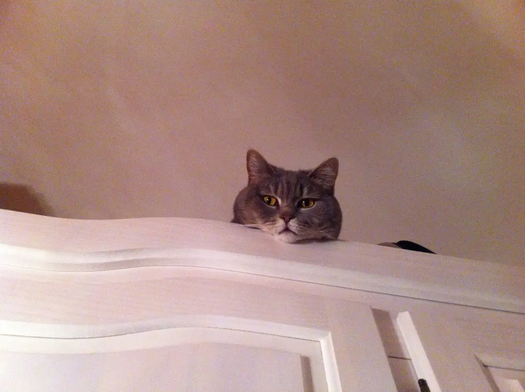 Image from Lotti