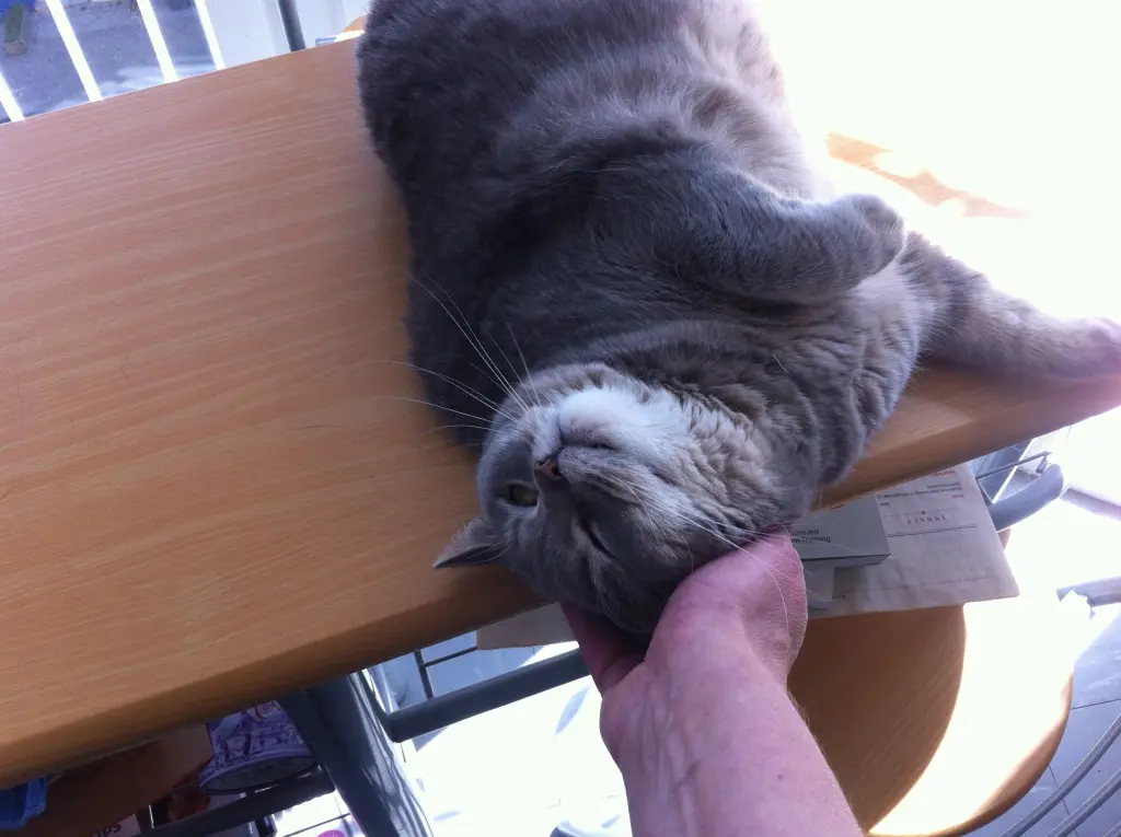 Image from Lotti
