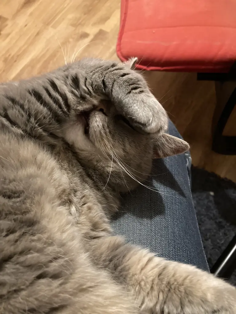 Image from Lotti