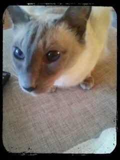 Image from Calisto