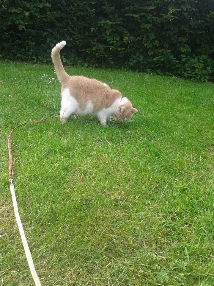 Image from Püppie