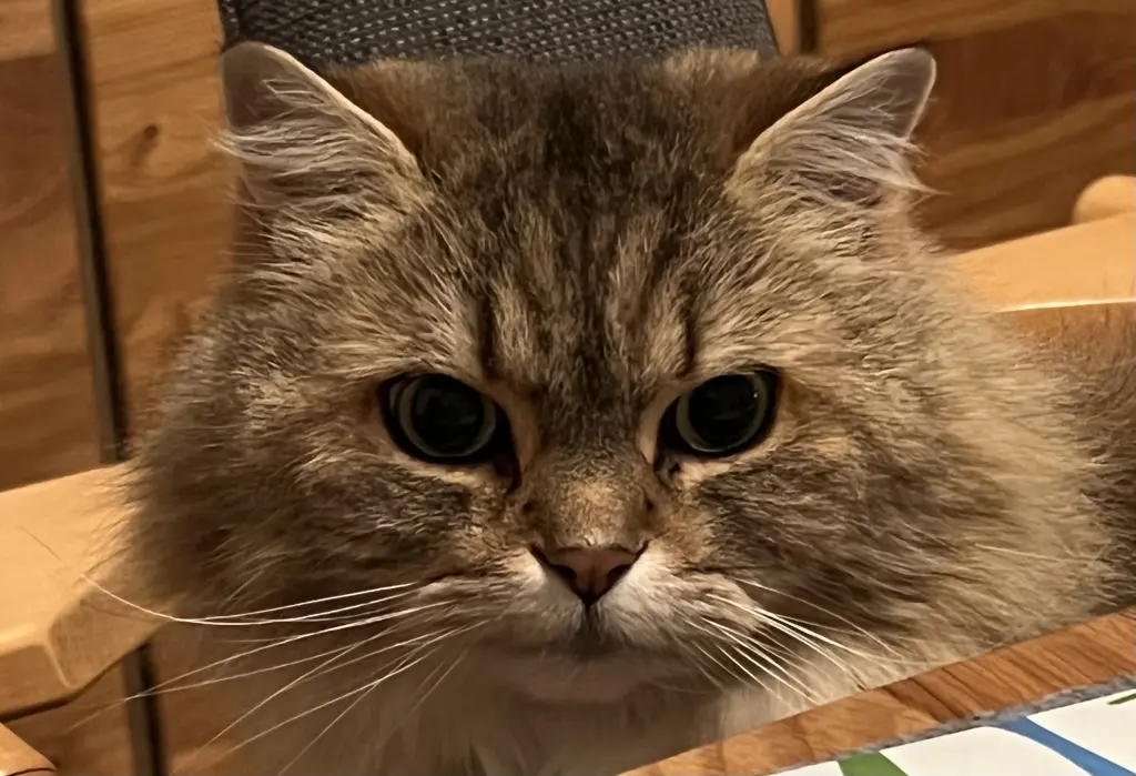 Image from Rusty