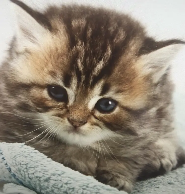 Image from Rusty