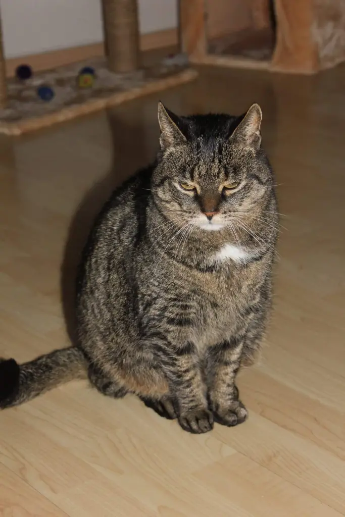 Condolence image of Heike