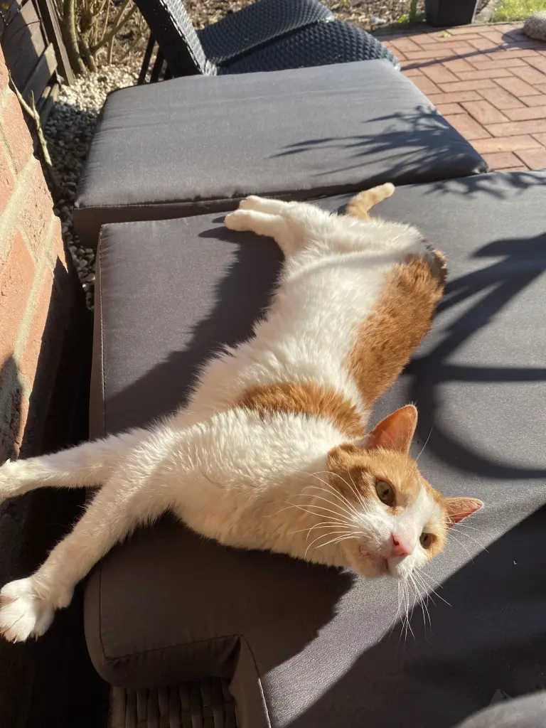 Image from Peach