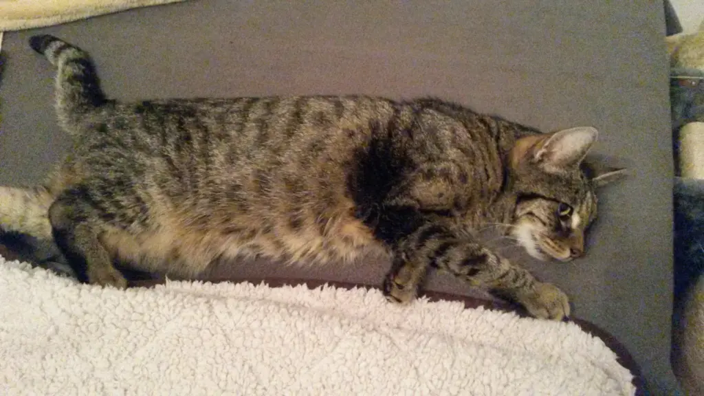 Andachtsbild von Petra