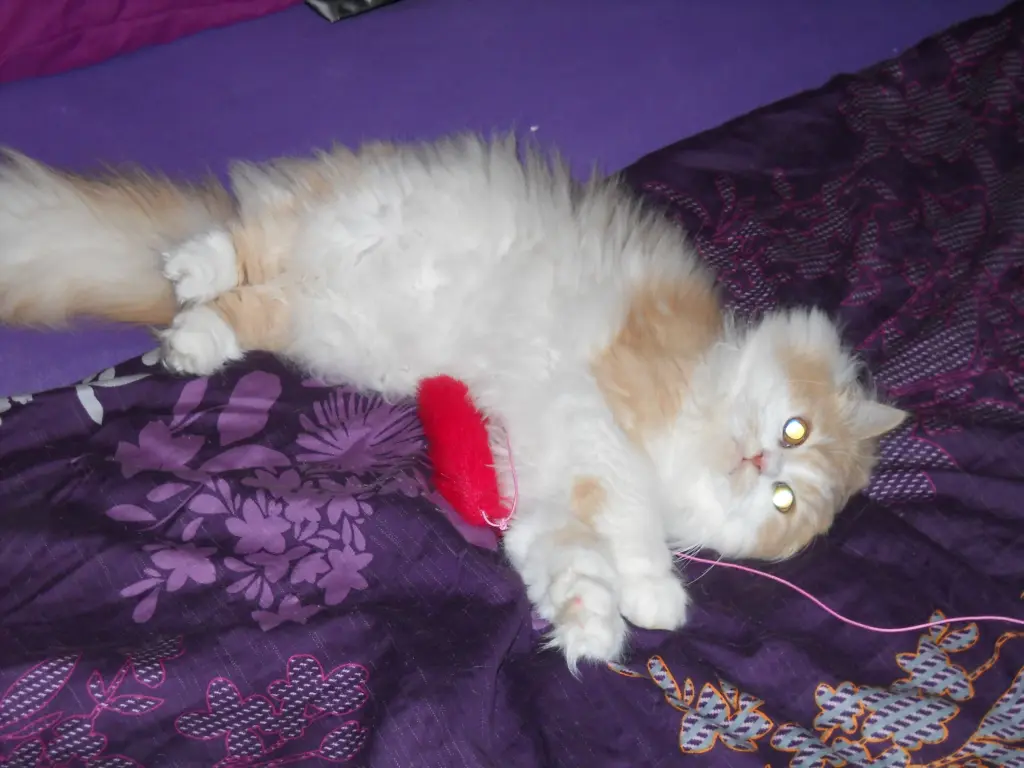 Andachtsbild von Petra vom Sternenkind Leo