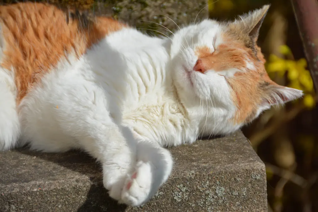 Andachtsbild von Sabine m. Mimmi