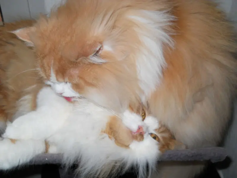 Andachtsbild von Petra vom Sternenkind Leo