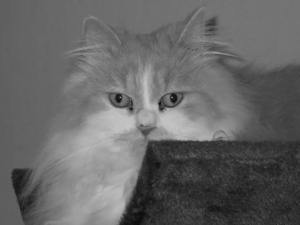 Andachtsbild von Petra vom Sternenkind Leo