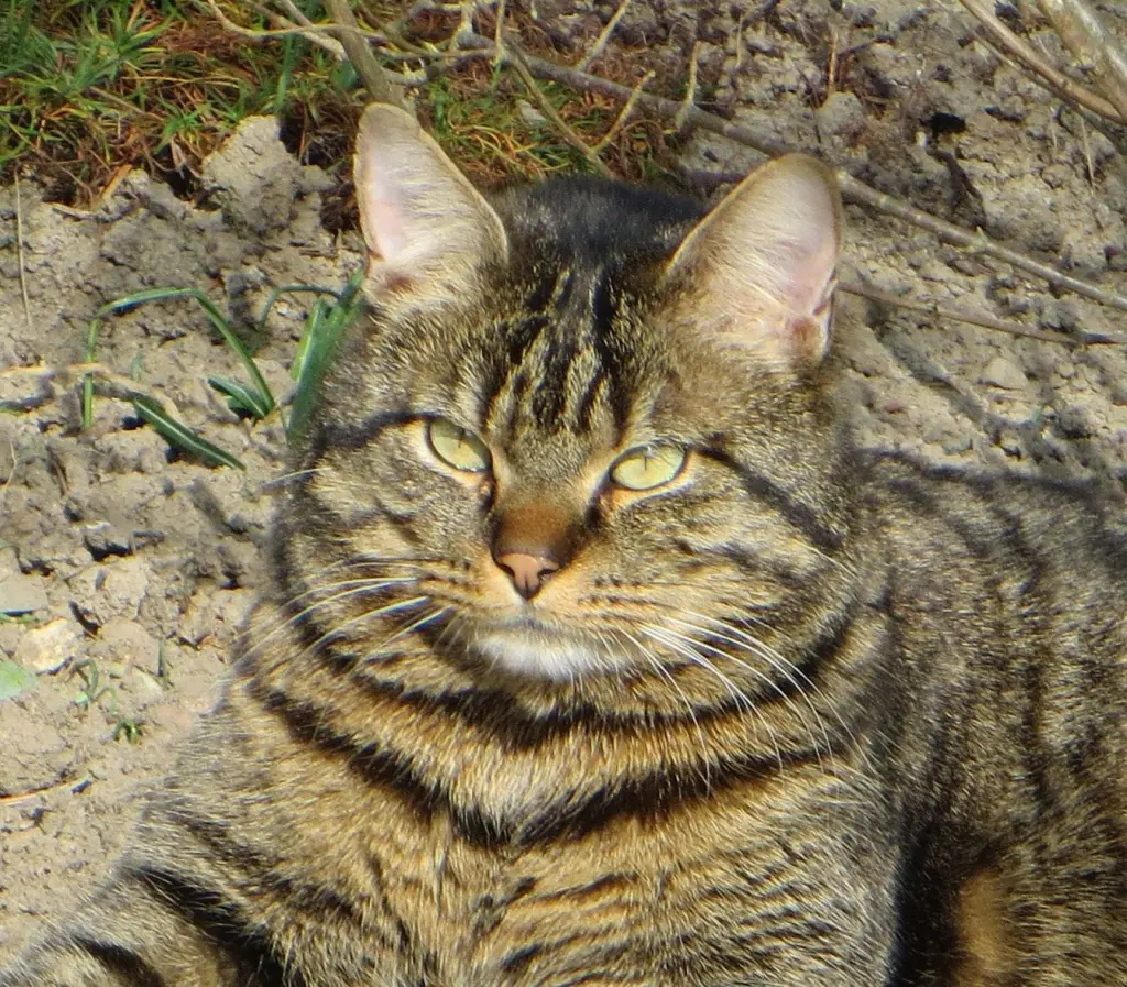 Andachtsbild von Carmen, Ravis Mama