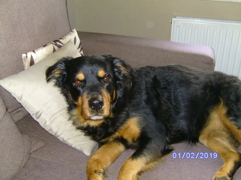 Condolence image of Angelika