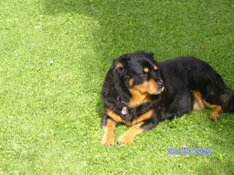Andachtsbild von Angelika