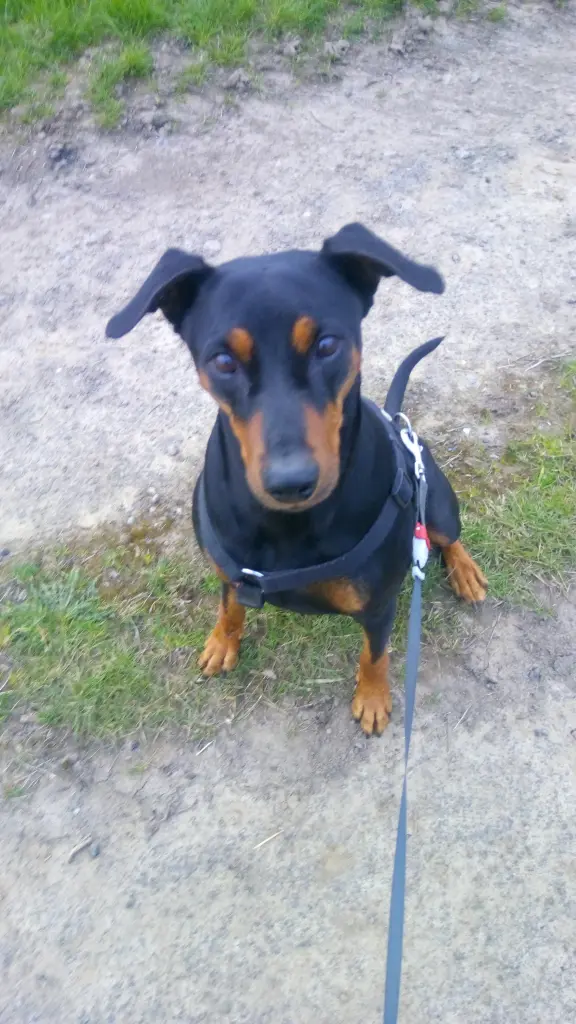 Bild von Cappo