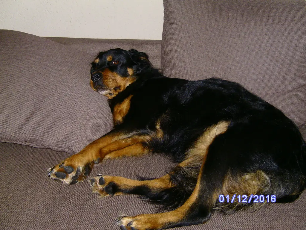 Condolence image of Angelika