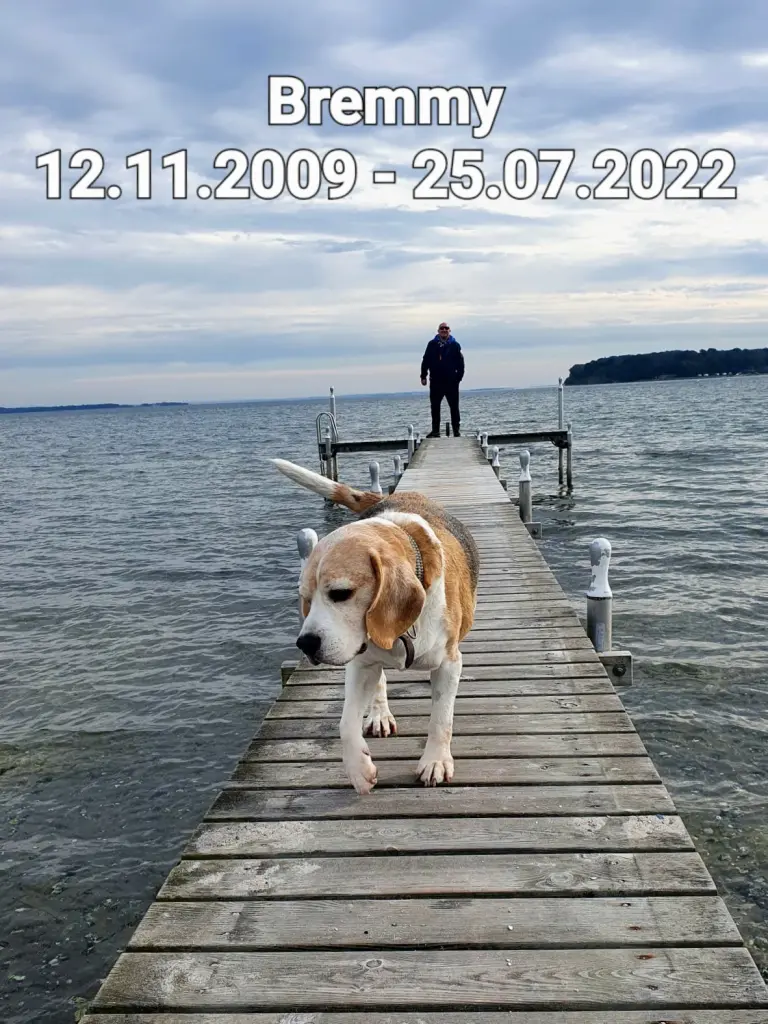 Image from Bremmy