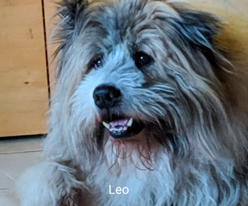 Image from Leo