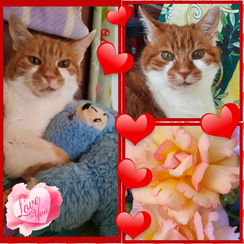 Condolence image of ❤️Deine Mami und deine Ömi ❤️