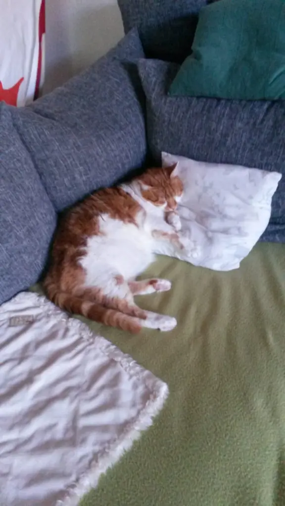 Condolence image of ❤️3 Wochen❤️Deine Mami und deine Ömi ❤️ 