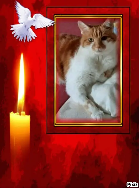 Condolence image of Tanja mit Timmy im Herzen 