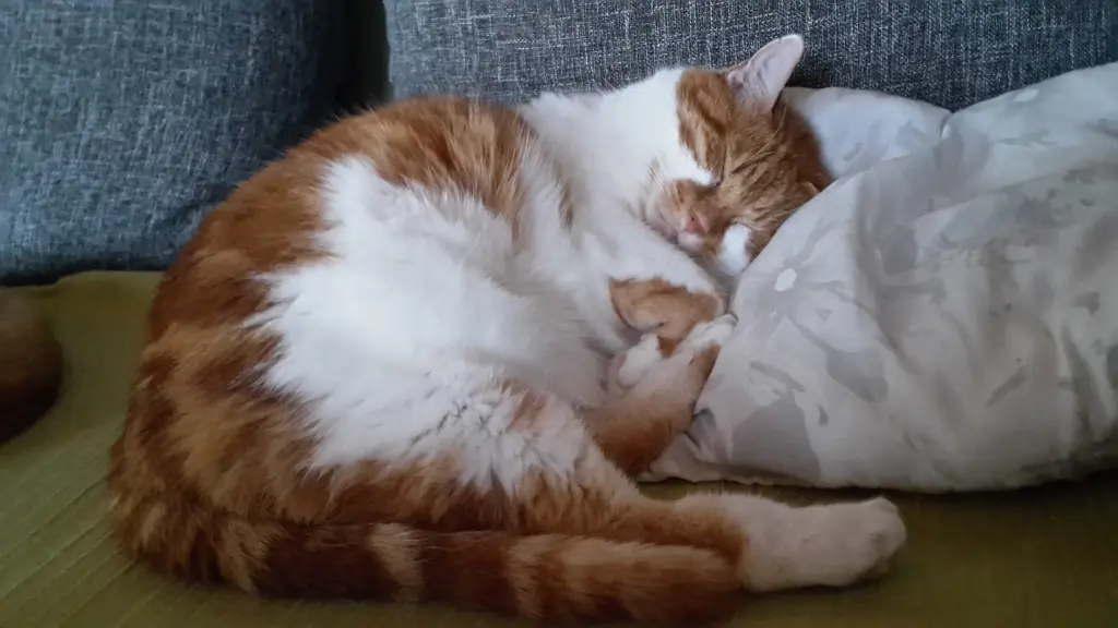 Condolence image of ❤️9 Wochen ❤️Deine Mami und deine Ömi ❤️ 