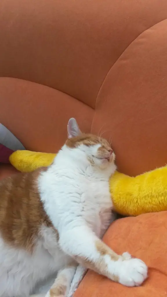 Condolence image of ❤️10 Wochen ❤️Deine Mami und deine Ömi ❤️ 