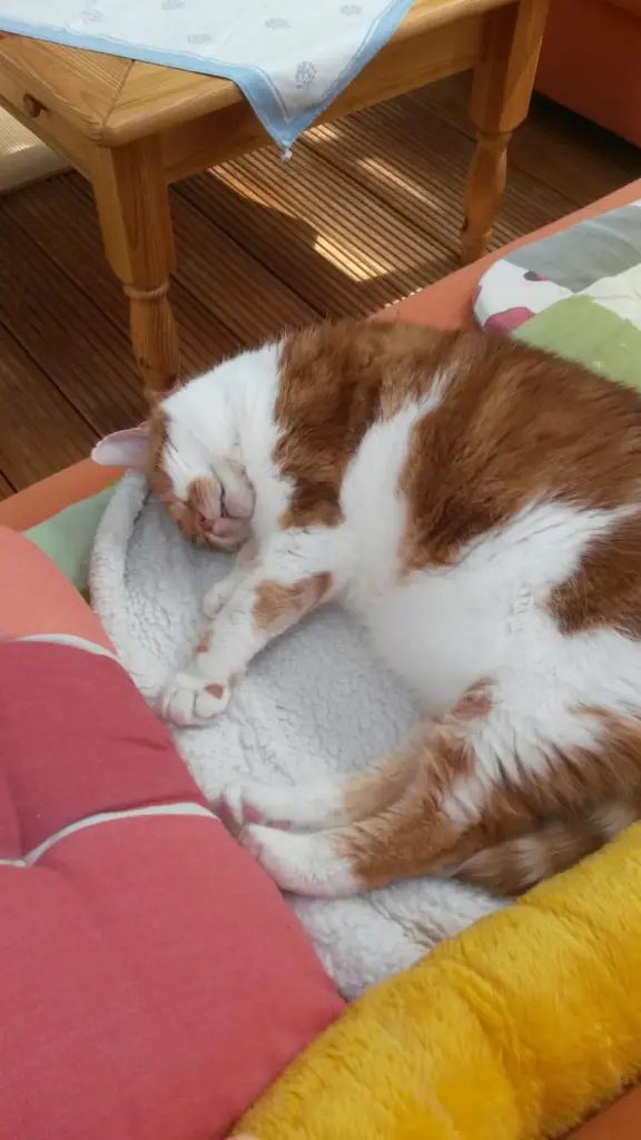 Condolence image of ❤️11 Wochen ❤️Deine Mami und deine Ömi ❤️ 