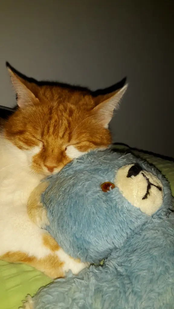 Condolence image of ❤️12 Wochen ❤️Deine Mami und deine Ömi ❤️ 