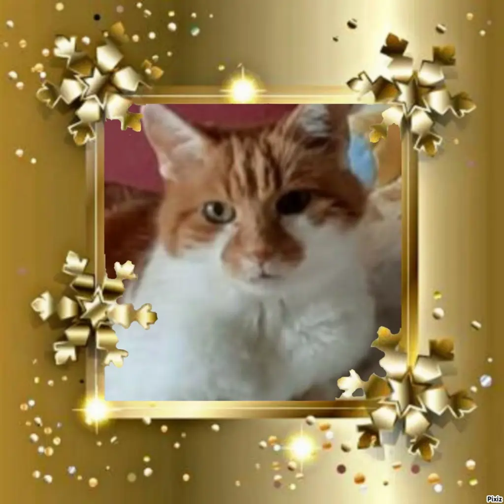 Condolence image of Tanja mit Timmy im Herzen