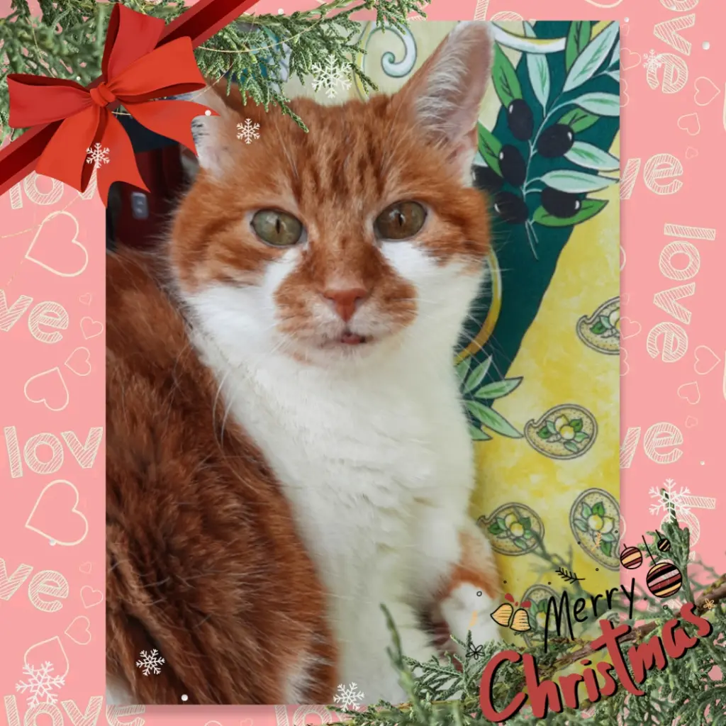 Condolence image of ❤️Frohe Weihnachten ❤️ Deine Mami und deine Ömi ❤️