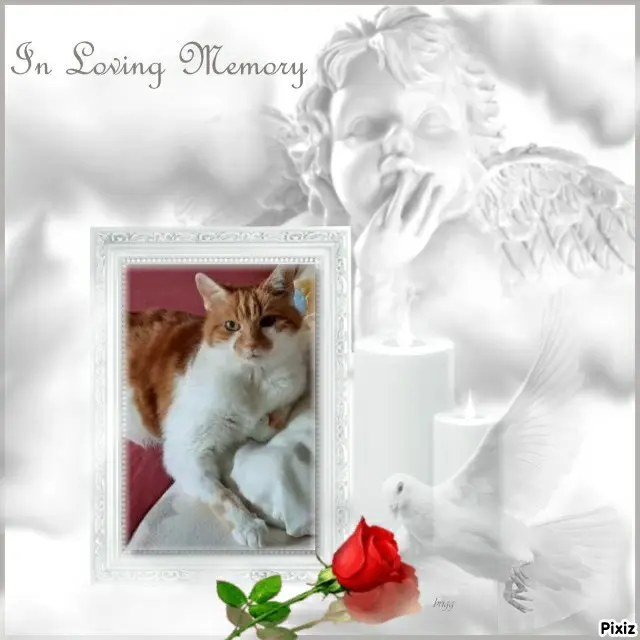 Condolence image of Tanja mit Timmy im Herzen