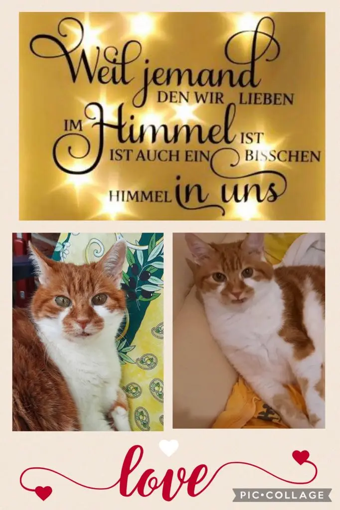 Condolence image of ❤️6 Monate ❤️Deine Mami und deine Ömi ❤️